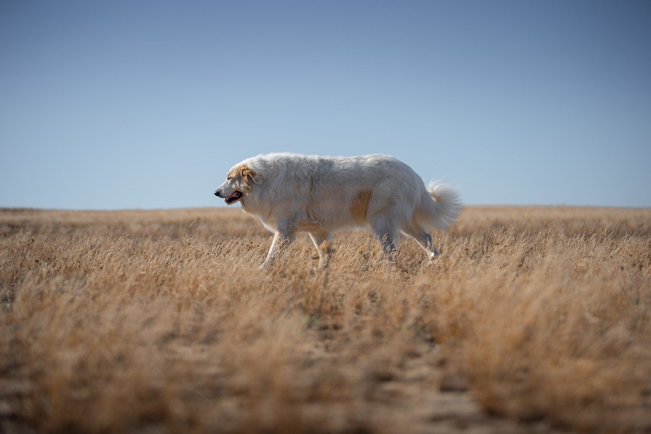 How to Help Your Dog Develop Self-Control